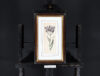 Anthony Claesz II old master watercolour aquarel - A Parrot Tulip (White, Purple andd Yellow), c. 1630 framed