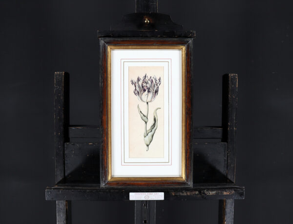 Anthony Claesz II old master watercolour aquarel - A Parrot Tulip (White, Purple andd Yellow), c. 1630 framed