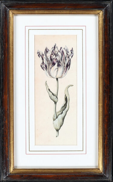 Anthony Claesz II old master watercolour aquarel - A Parrot Tulip (White, Purple andd Yellow), c. 1630