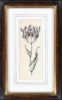 Anthony Claesz II old master watercolour aquarel - A Parrot Tulip (White, Purple andd Yellow), c. 1630