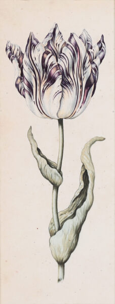 Anthony Claesz II old master watercolour aquarel - A Parrot Tulip (White, Purple andd Yellow), c. 1630 kf