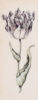 Anthony Claesz II old master watercolour aquarel - A Parrot Tulip (White, Purple andd Yellow), c. 1630 kf