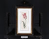 Anthony Claesz II old master watercolour aquarel - A Parrot Tulip (White, Red and slim), c. 1630 framed2