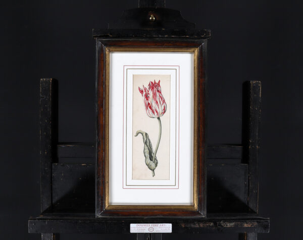 Anthony Claesz II old master watercolour aquarel - A Parrot Tulip (White, Red and slim), c. 1630 framed2