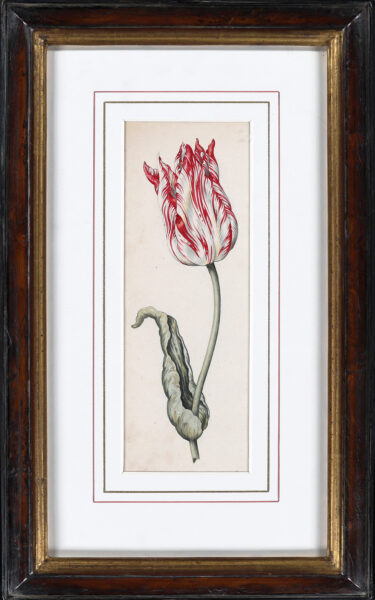 Anthony Claesz II old master watercolour aquarel - A Parrot Tulip (White, Red and slim), c. 1630 framed