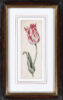 Anthony Claesz II old master watercolour aquarel - A Parrot Tulip (White, Red and slim), c. 1630 framed
