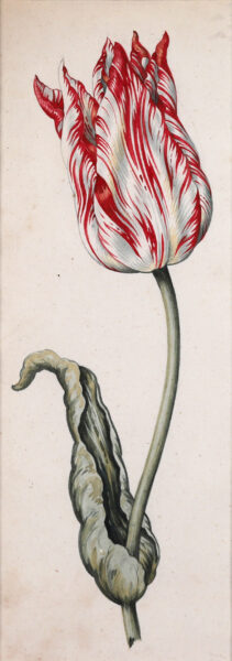 Anthony Claesz II old master watercolour aquarel - A Parrot Tulip (White, Red and slim), c. 1630
