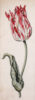 Anthony Claesz II old master watercolour aquarel - A Parrot Tulip (White, Red and slim), c. 1630