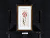Anthony Claesz II old master watercolour aquarel - A Parrot Tulip (White, red and yellow), c. 1630 framed
