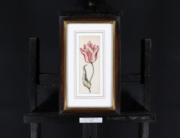 Anthony Claesz II old master watercolour aquarel - A Parrot Tulip (White, red and yellow), c. 1630 framed