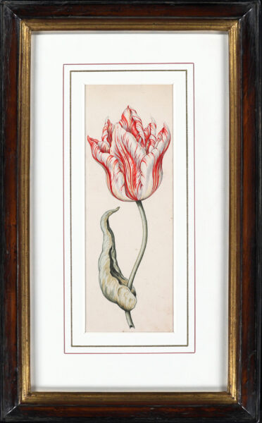 Anthony Claesz II old master watercolour aquarel - A Parrot Tulip (White, red and yellow), c. 1630 framed2