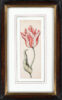 Anthony Claesz II old master watercolour aquarel - A Parrot Tulip (White, red and yellow), c. 1630 framed2