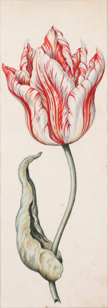 Anthony Claesz II old master watercolour aquarel - A Parrot Tulip (White, red and yellow), c. 1630
