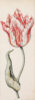 Anthony Claesz II old master watercolour aquarel - A Parrot Tulip (White, red and yellow), c. 1630